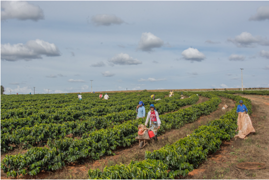 Brasile: Daterra Boa Vista
