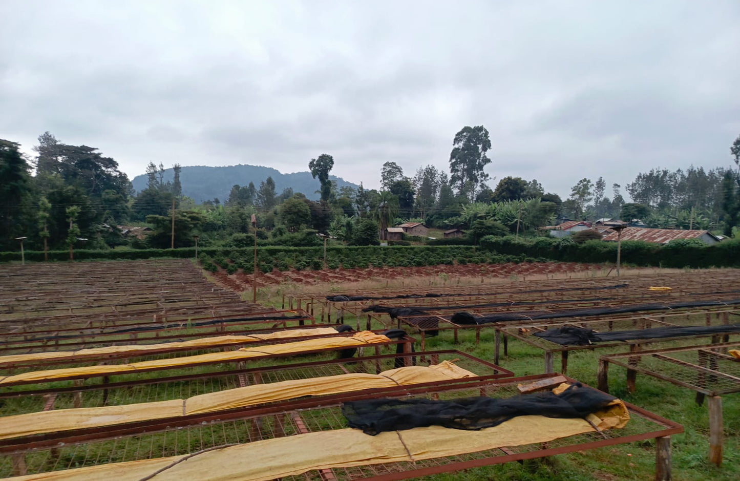 Kenya: Nyeri Swiss Water Decaf