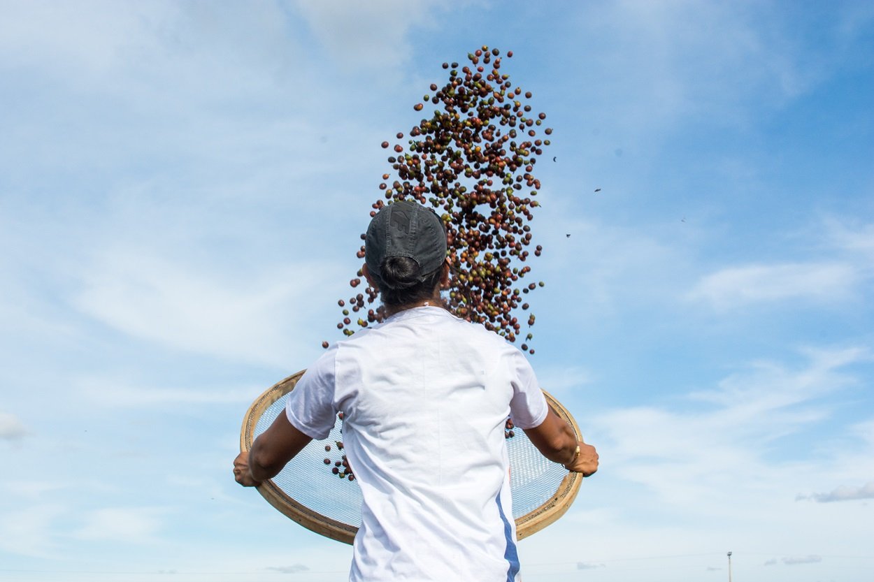 Brasile: Daterra Boa Vista