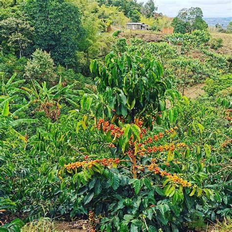Colombia: Finca El Paraíso Lychee