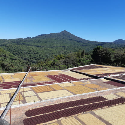 El Salvador: Finca El Gobiado