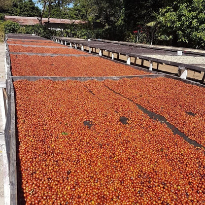 El Salvador: Finca El Gobiado