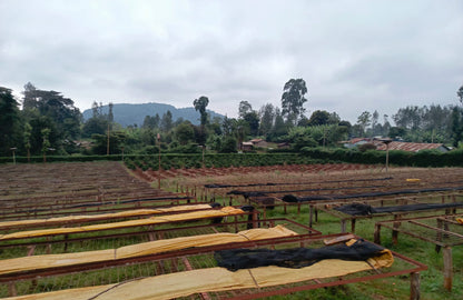 Kenya: Nyeri Swiss Water Decaf