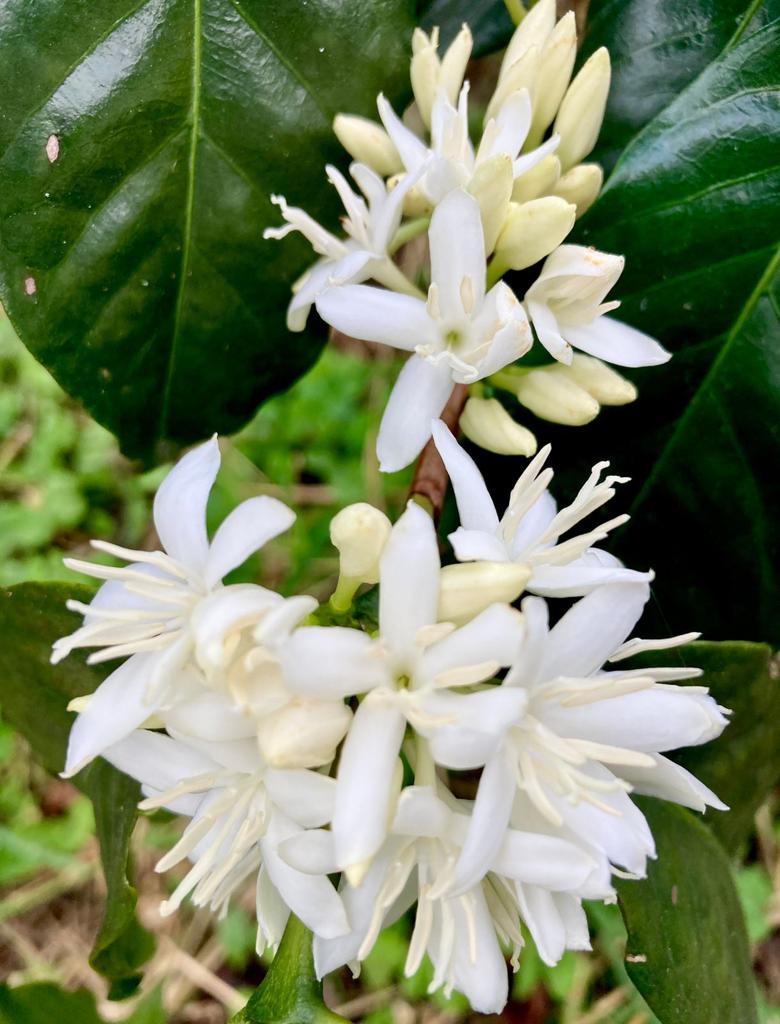 Colombia: Mikava Santuario Reserve