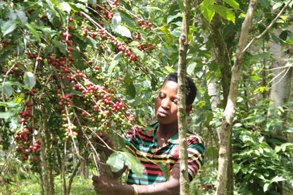 Burundi: Inzahabu Mukingiro