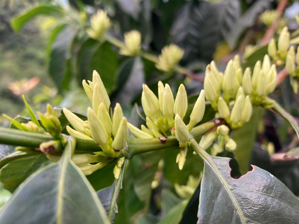 Colombia: Mikava Santuario Reserve