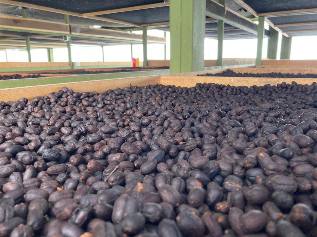 Colombia: Mikava Santuario Reserve
