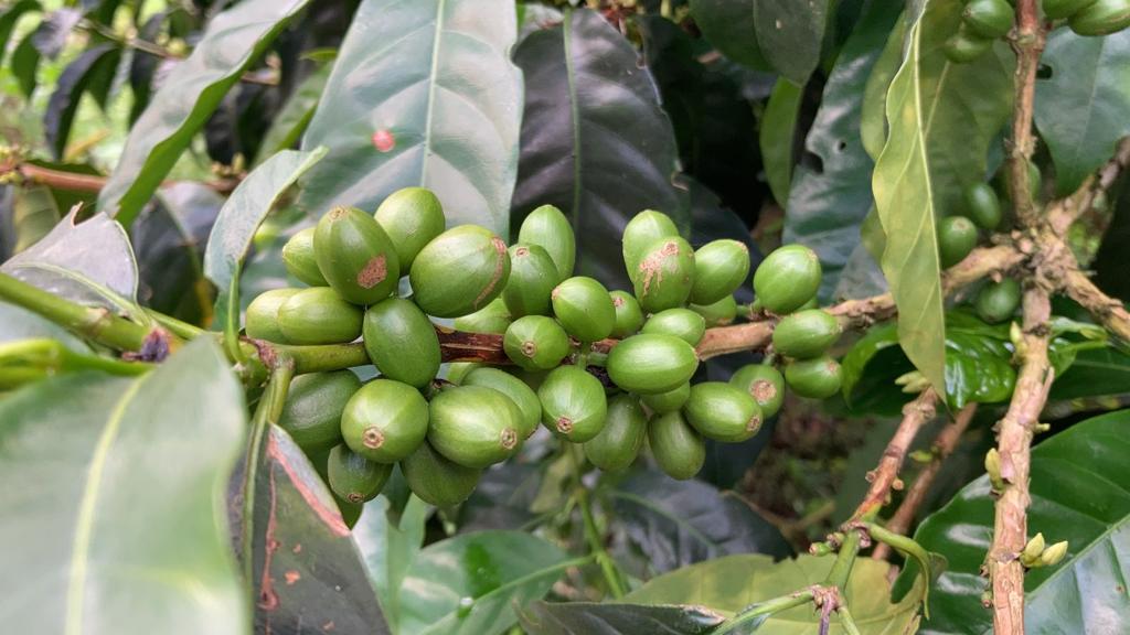 Colombia: Mikava Santuario Reserve