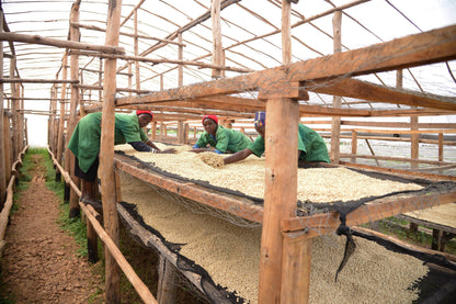 RWANDA: MUHONDO HONEY ANAEROBIC 