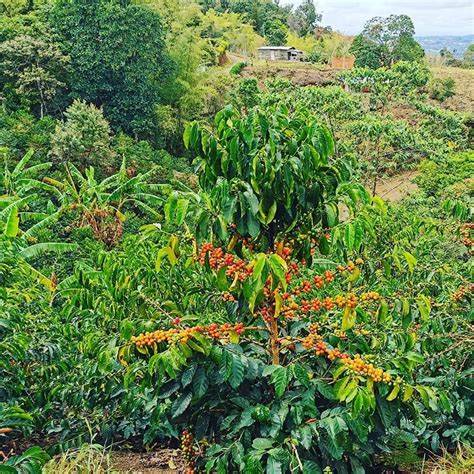 Colombia: Finca El Paraíso