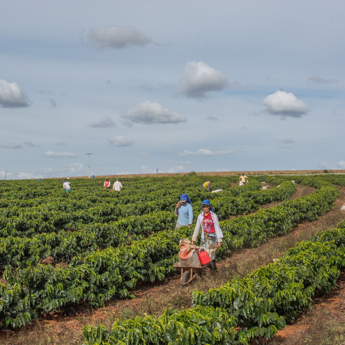 Raccolta del caffè tra i filari della farm San Rafael in Brasile
