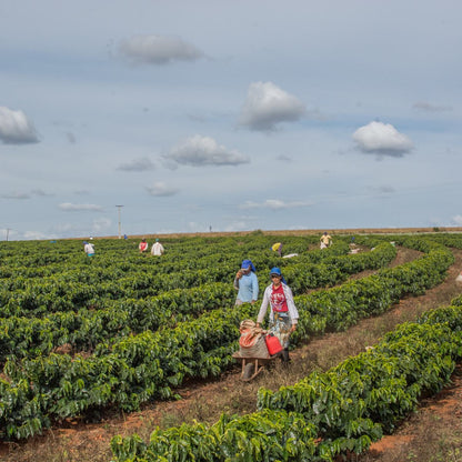 Raccolta del caffè tra i filari della farm San Rafael in Brasile