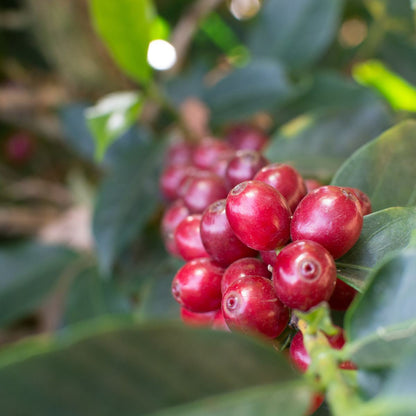 Ciliegie di caffè mature sulla pianta, San Rafael, Brasile