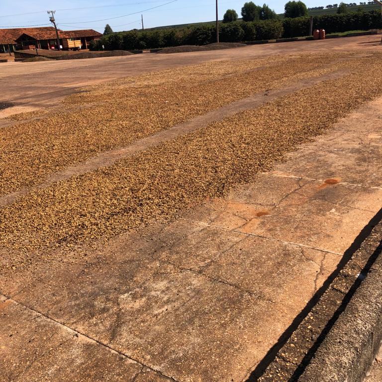 Caffè naturale ad asciugare sul patio della farm San Rafael, Brasile