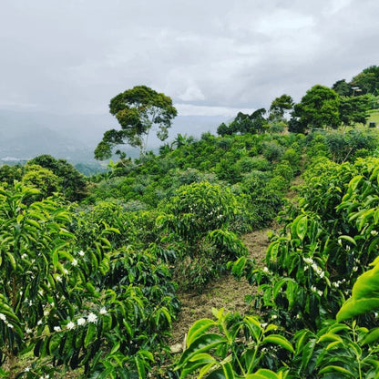 Piante di caffè in fiore sulle colline della finca El Diviso, Colombia