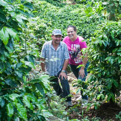 I produttori tra le piante di caffè della Finca Carrizal, Las Lajas, Costa Rica