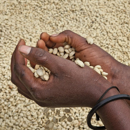 Mani che raccolgono caffè verde lavato, Etiopia
