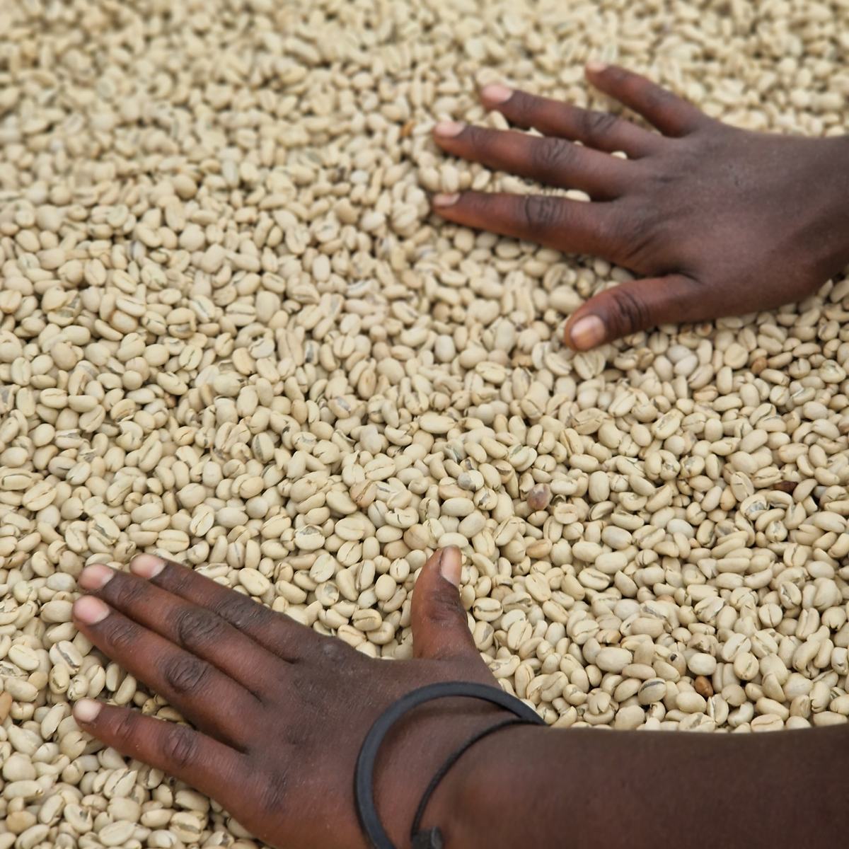 Caffè verde lavato steso ad asciugare, Etiopia