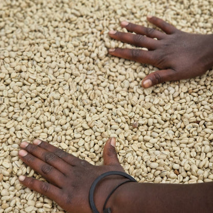 Caffè verde lavato steso ad asciugare, Etiopia