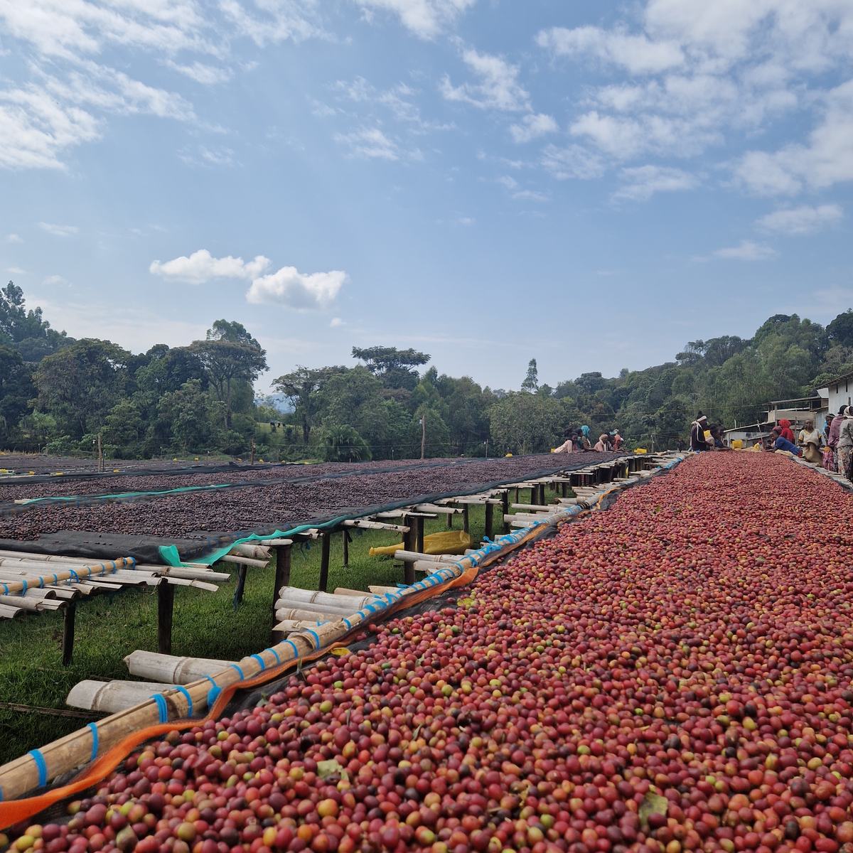 Letti rialzati di essiccazione delle ciliegie di caffè, Etiopia