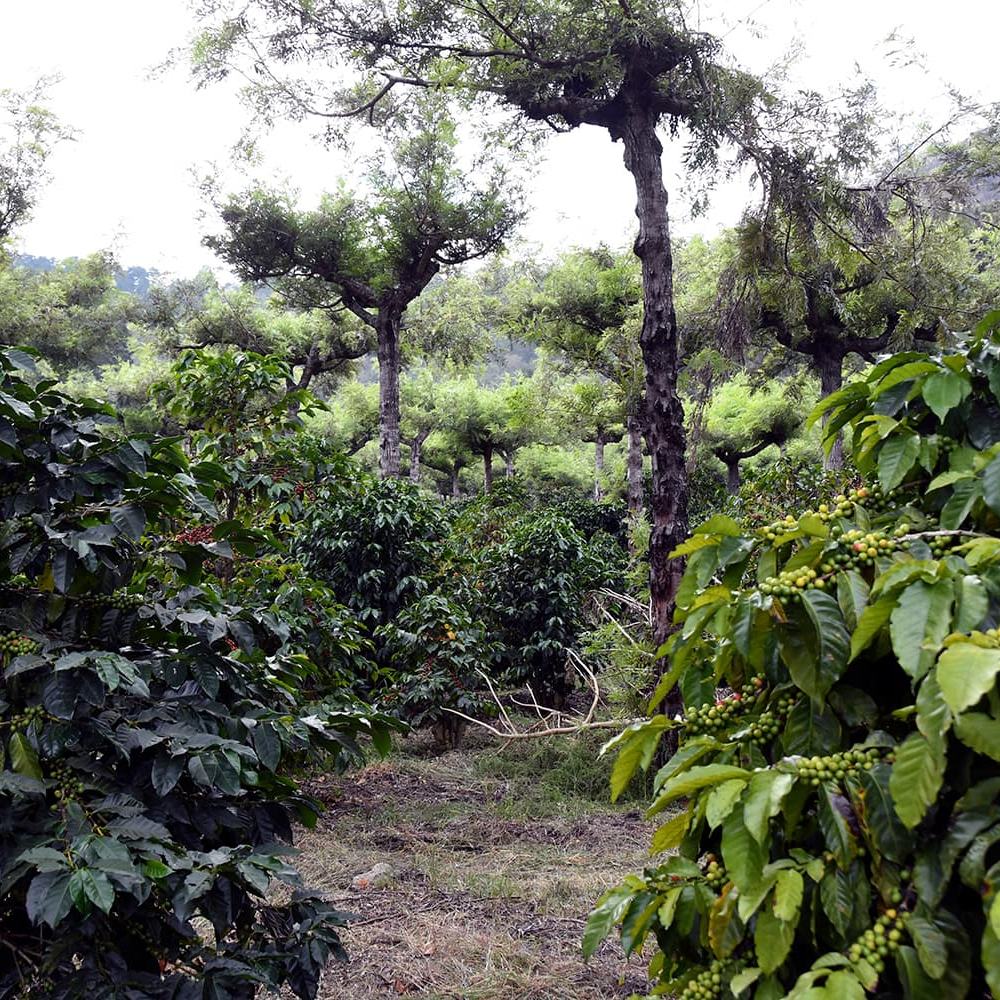 Piante di caffè cariche di ciliegie all'ombra degli alberi, Canac, Guatemala