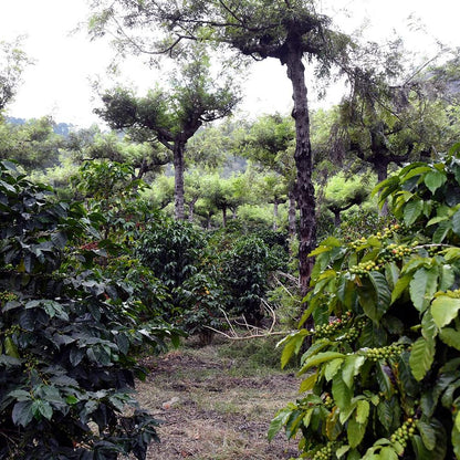 Piante di caffè cariche di ciliegie all'ombra degli alberi, Canac, Guatemala