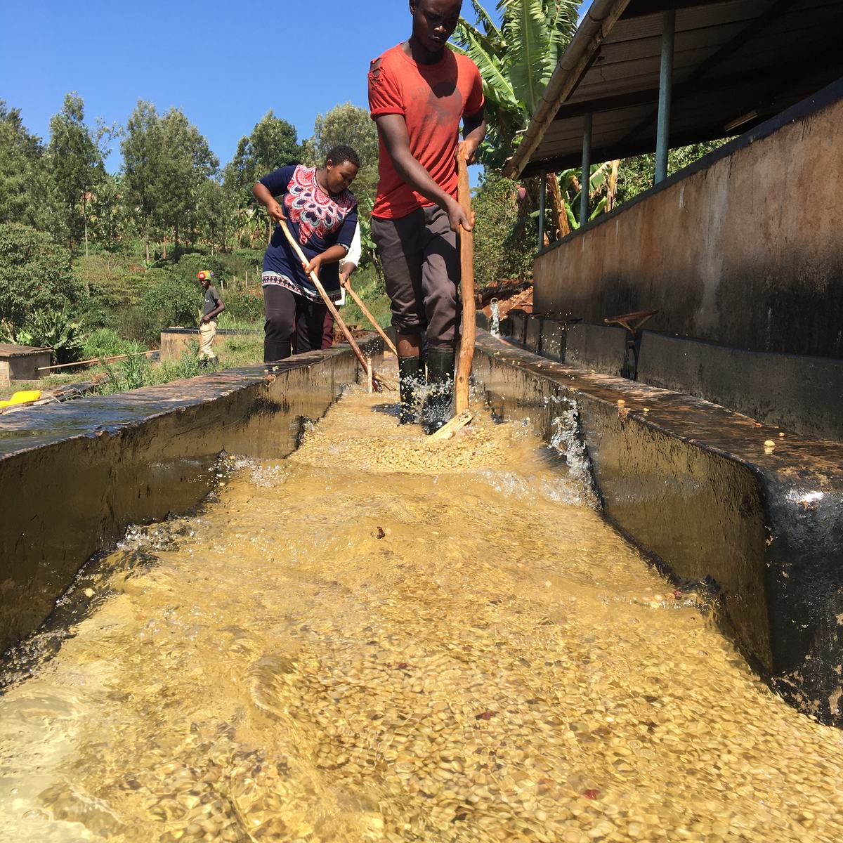 Lavaggio del caffè nei canali di una stazione di lavaggio in Kenya