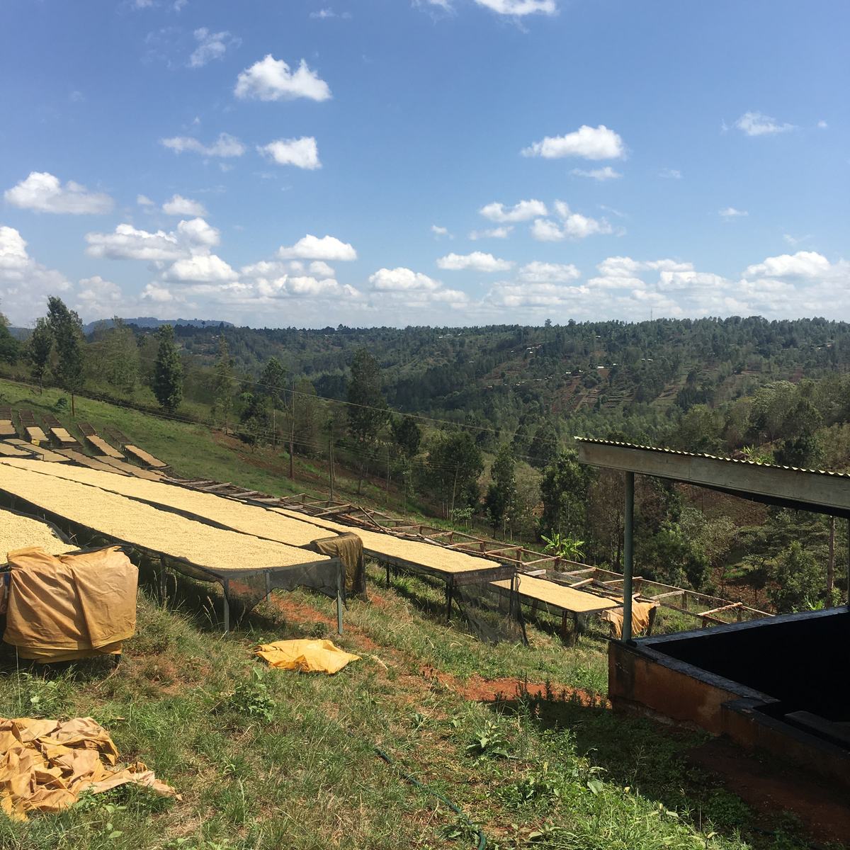 Letti africani di essiccazione sulle colline del Kenya