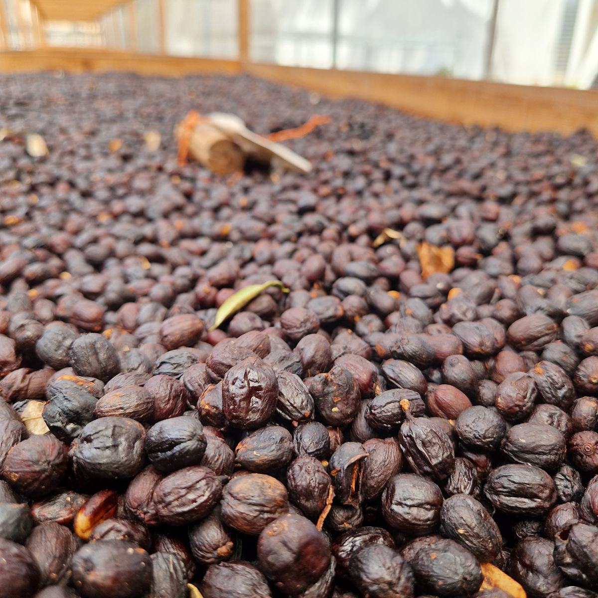 Caffè lavato ad asciugare, Xarisma, Nicaragua