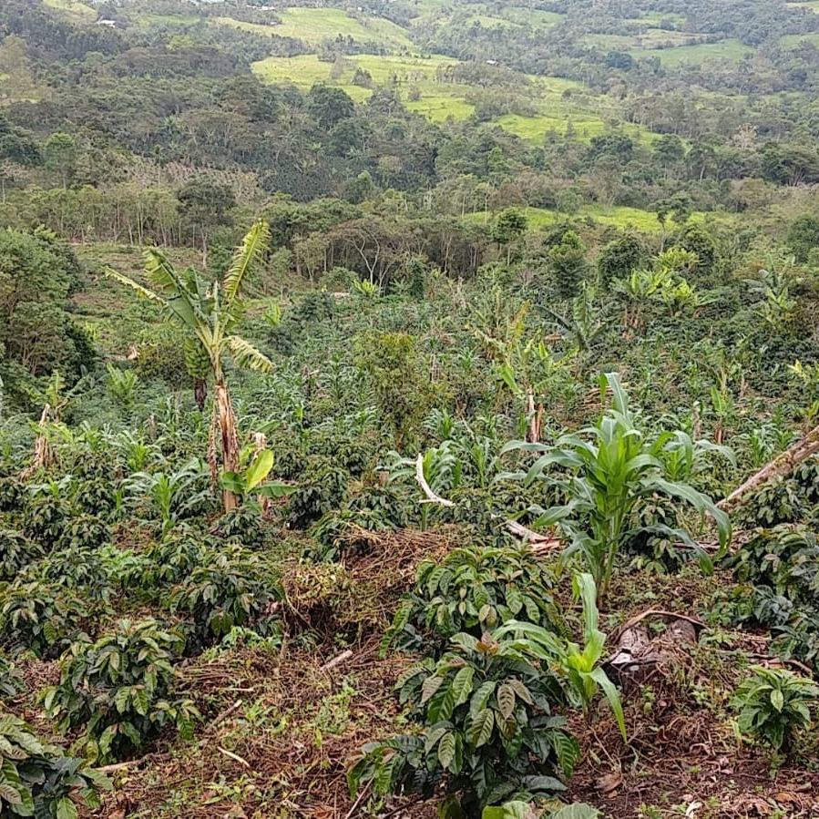 La farm di Añas Blues tra le montagne del Perù